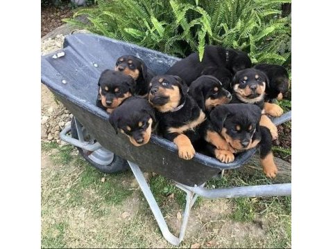 Macar show kalite rottweiler yavrular