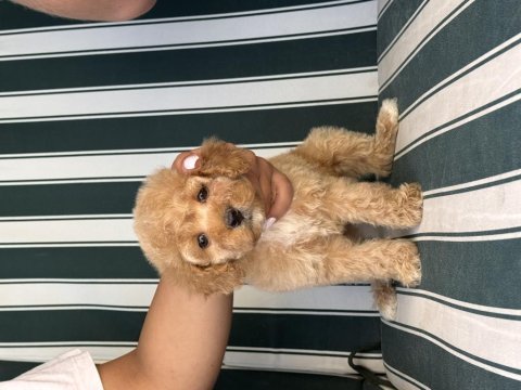 Orjinal babyface toy poodle yavrular