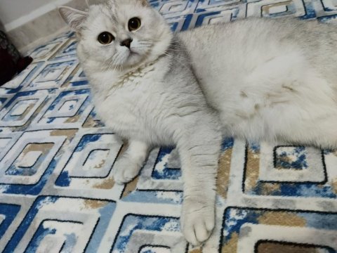Yakışıklı oğlumuza dişi eş aranıyor british shorthair