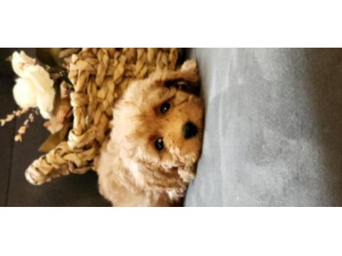 Veteriner teknikerinden sevimli toy poodle