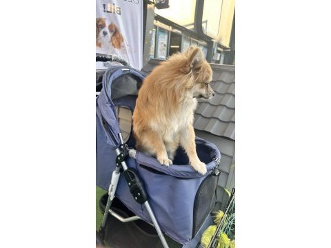 Çok uyguna pomeranian