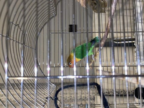 Lilian s lovebird