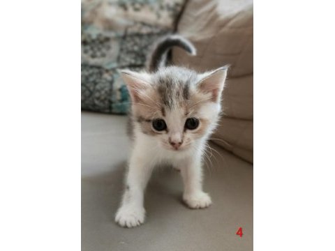 Tekir kediler ücretsiz sahiplendirme