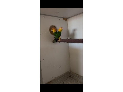 2016 bilezikli dna belgeli garanti takım caique