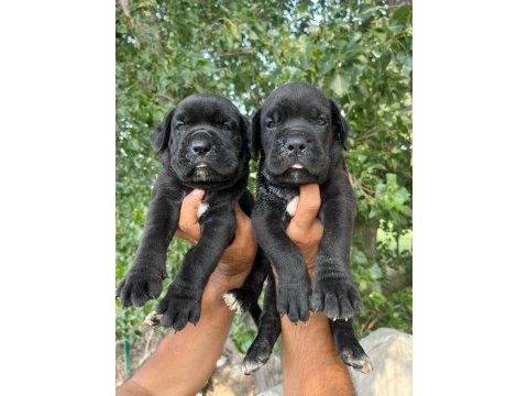 Cane corso yavruları ücretsiz değildir