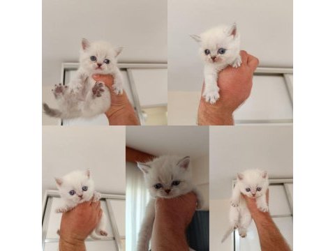 Bluepoint british shorthair yavru kediler