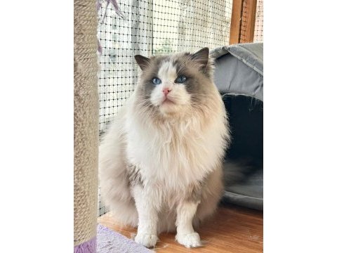 Ayrıcalıklı olmak isteyenlere ragdoll yavrular