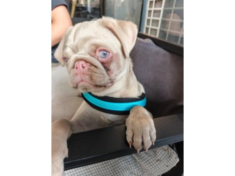 Ping pug yavrumuz
