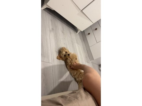 Maltipoo 7 aylık dişi