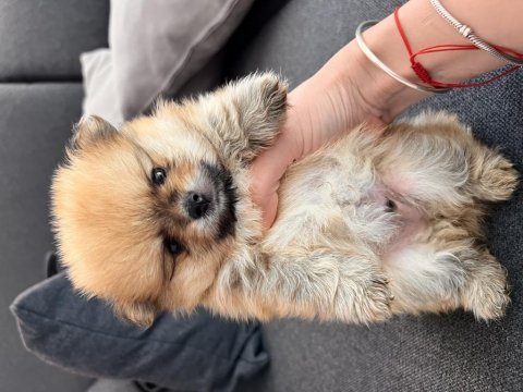 Pomeranian erkek bebek