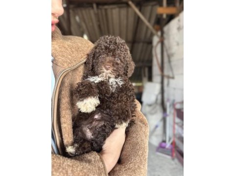Minyatür poodle uygun