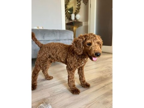 Toy poodle 4.5 aylık