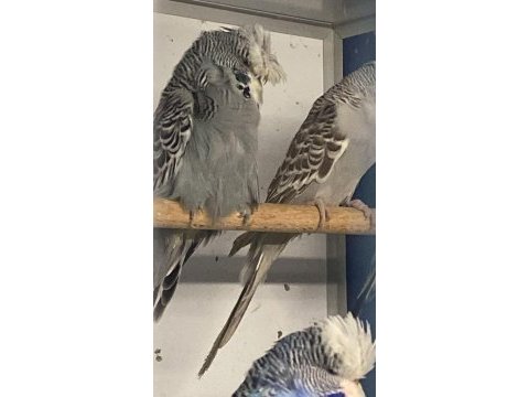Show jumbo muhabbet kuşu