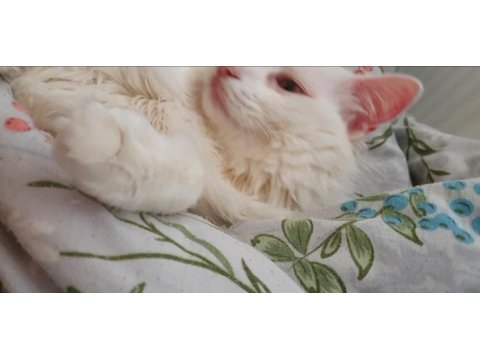2 yaşında kısır erkek ankara kedisi