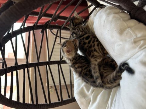 Bengal kedisi kardeşler
