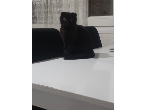 Scottish fold gecemiz yeni evini arıyor