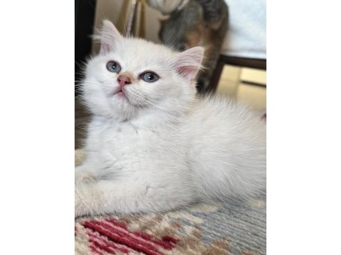 Golden point dişi british shorthair