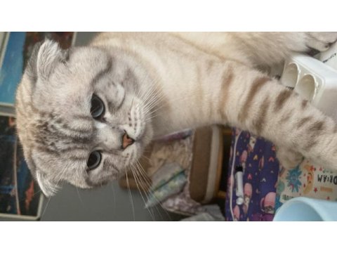 Scottish fold blue point sahiplendirilecektir