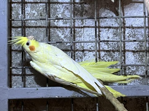 Lutino sultan papağanı