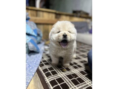 Türkiyenin en büyük chow chow çiftliğinden