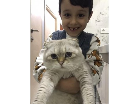 1 yaş scottish fold oğlumuz