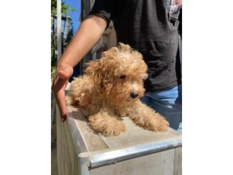 Maltipoo yavrumuz