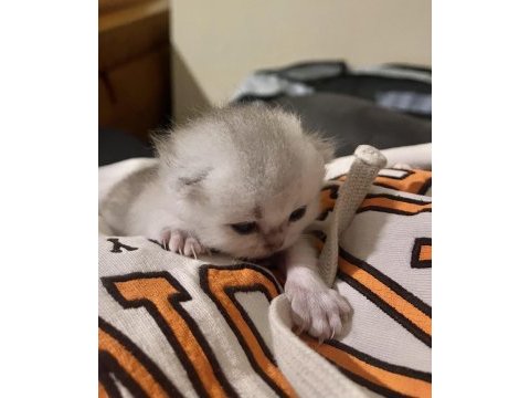 Safkan silver erkek british shorthair