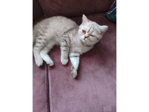 Dişi bi color scottish fold ve dişi british shortair