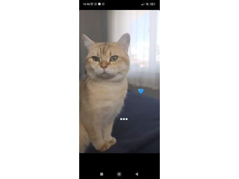 5 adet yavru mevcut british shorthair