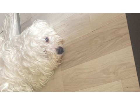 Mükemmel oyuncular iki farklı karakterler aynı kardeş