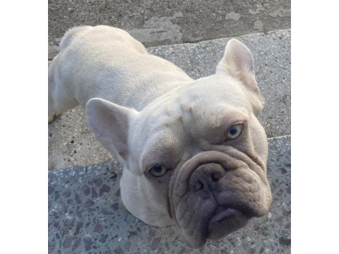 Erkek french bulldog lilac tan platinyum