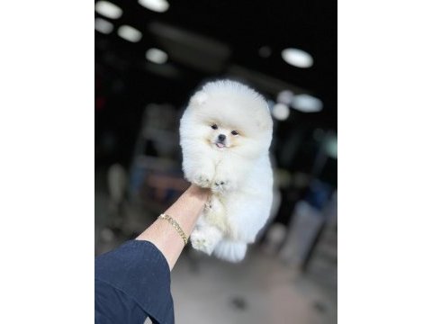 Show kalite pomeranian boo köpekler