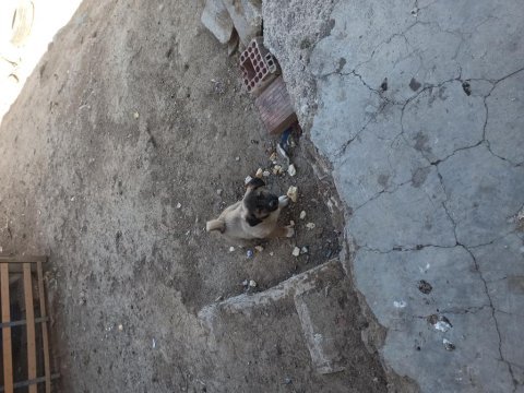 Safkan kangal köpeğimiz