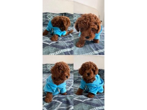3 aylık poodle oğlum en fazla 3 kg olacak