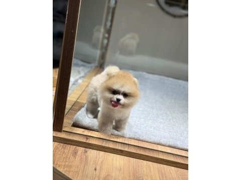 Sağlık ve ırk garantili pomeranian