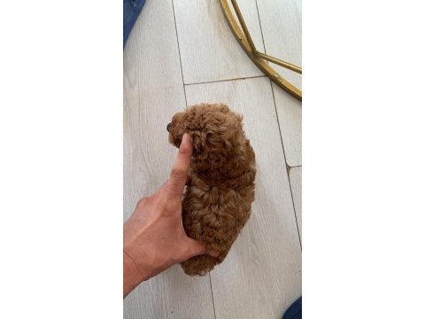 Teslime hazır micro yavrularım