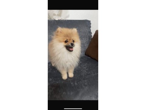 5 aylık aşıları tam pomeranian
