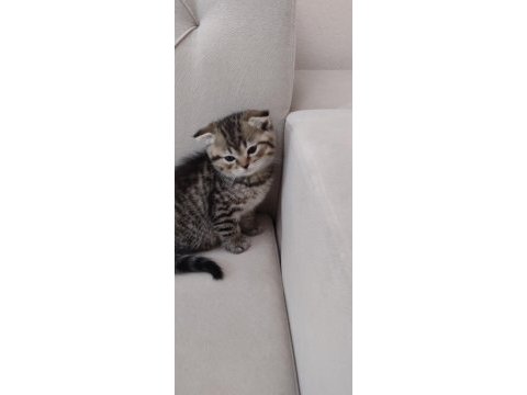 3 erkek kedimiz