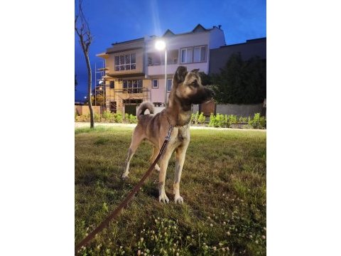 4 yaşında melez karakteri uysal uyumlu bir köpeğimiz
