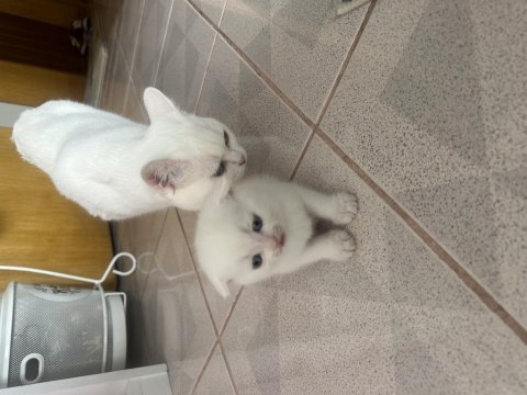 2.5 aylık erkek british shorthair yavrular acil