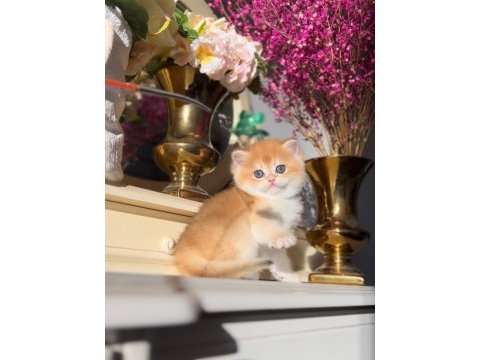 Manken gibi golden british shorthair 