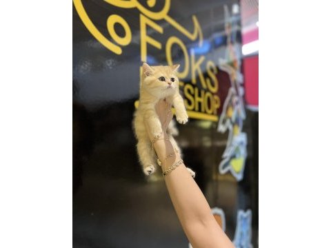 British shorthair golden kedimiz