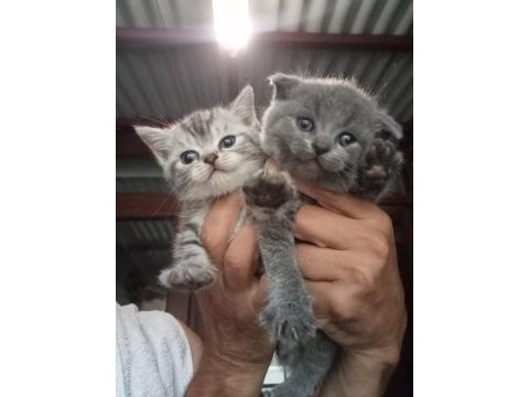 British shorthair yavrular