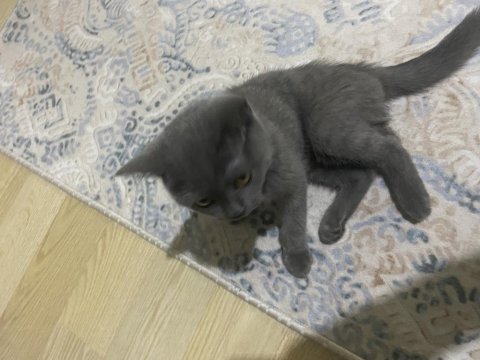 4 aylık dişi british shorthair yavrumuza yuva arıyoruz
