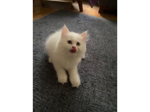 İnci gibi beyaz british longhair safkan