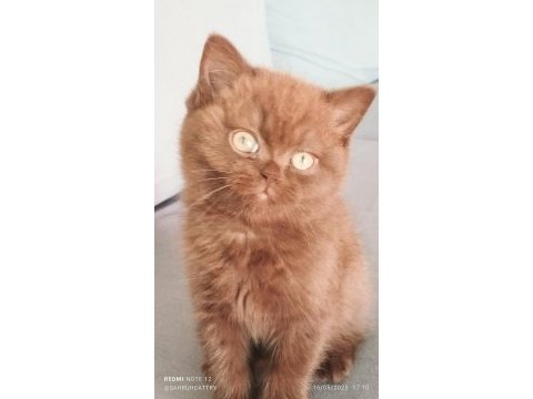 Cinnemon safkan british shorthair