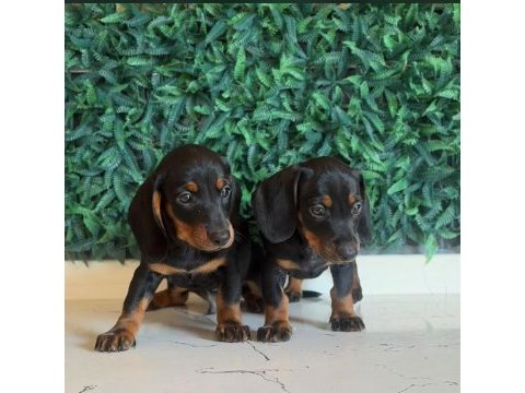 Dachshund mikro sosis yavrular özel renkler