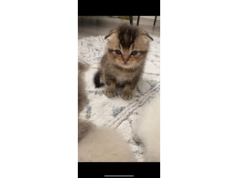 Golden tabby scottish fold güzellik