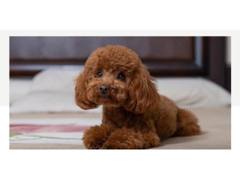 40 günlük poodle yavrumuz sahiplendirmek istiyorum