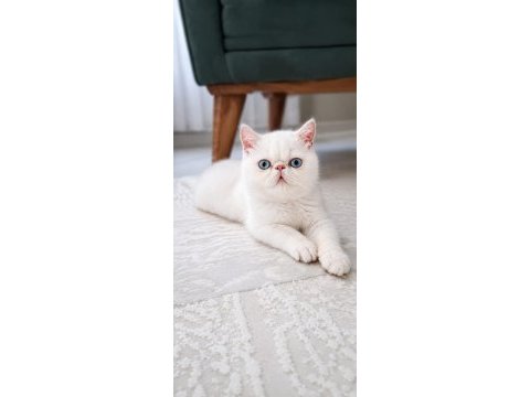 Exotıc shorthaır erkek 
